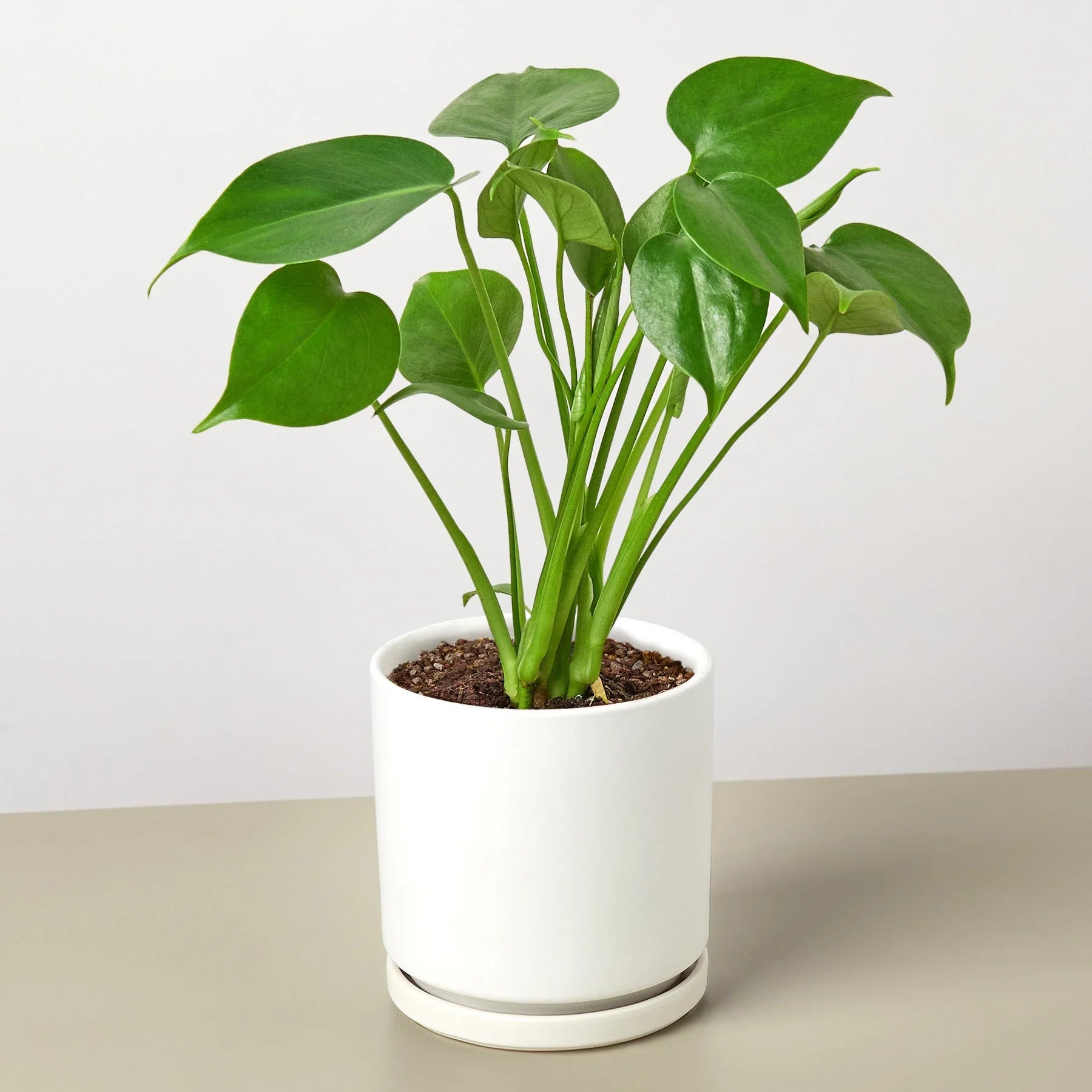 Philodendron Monstera Split-Leaf - OVAD