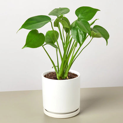 Philodendron Monstera Split-Leaf - OVAD