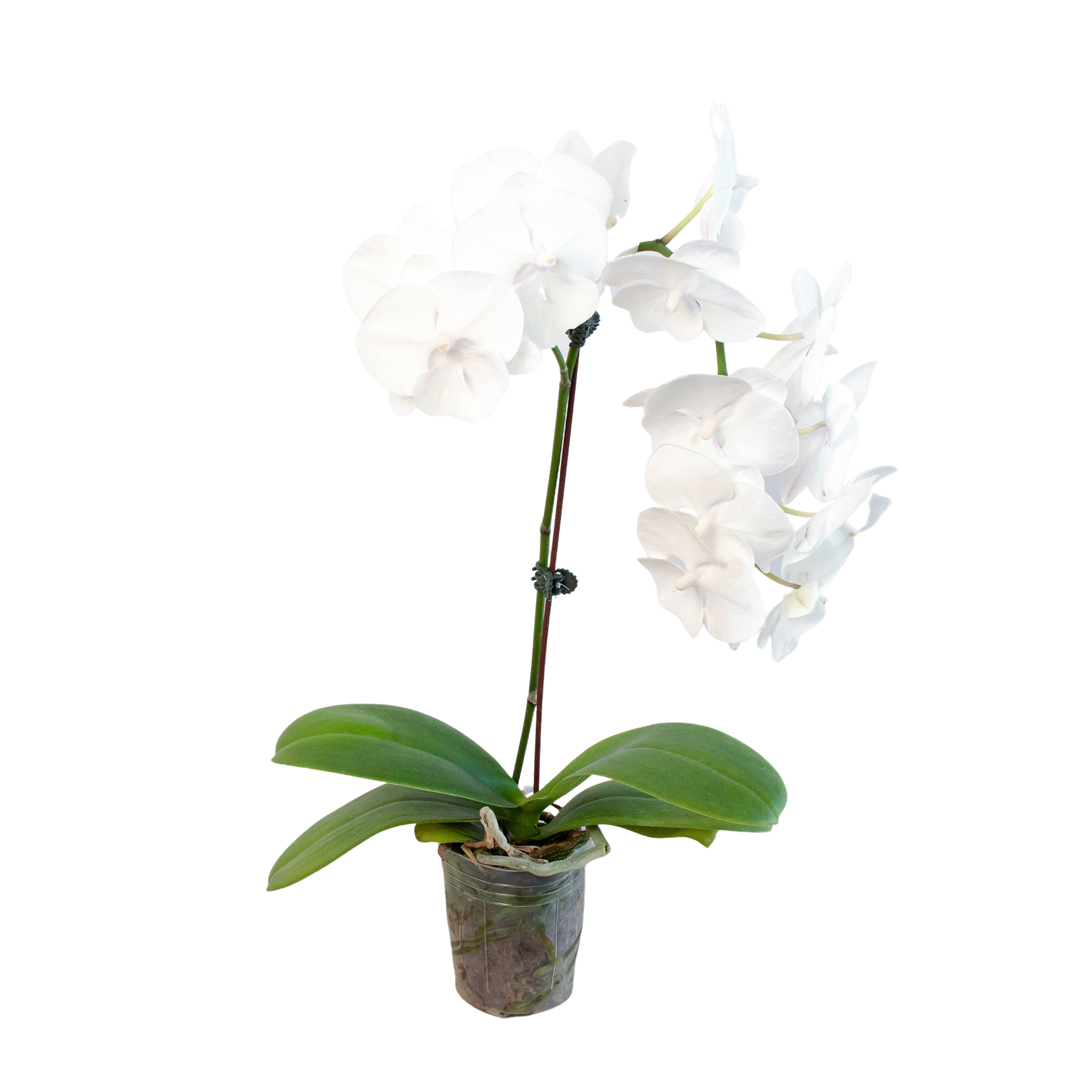 Orchid 'White Phalaenopsis'.
