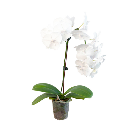 Orchid 'White Phalaenopsis'.