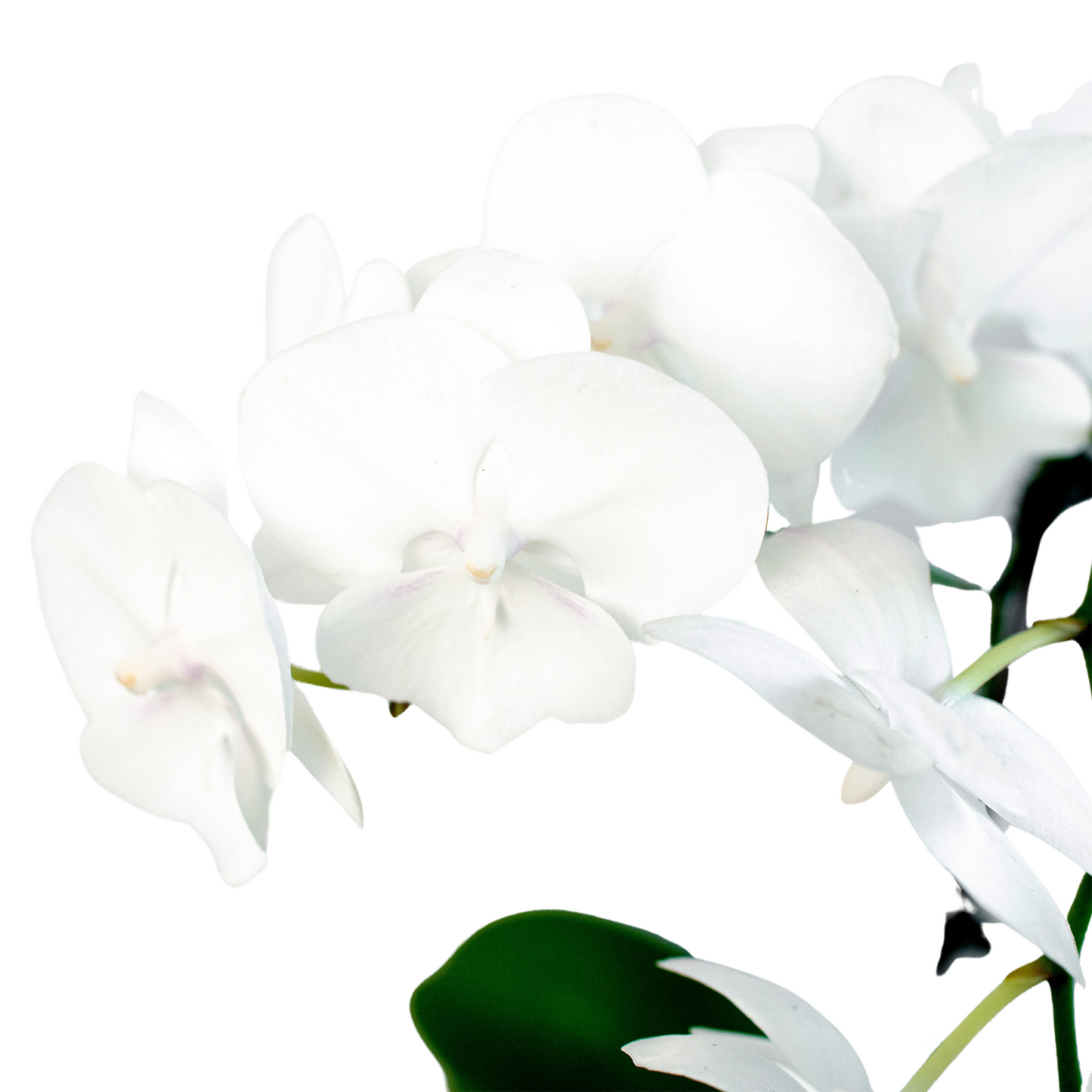 Orchid 'White Phalaenopsis'.