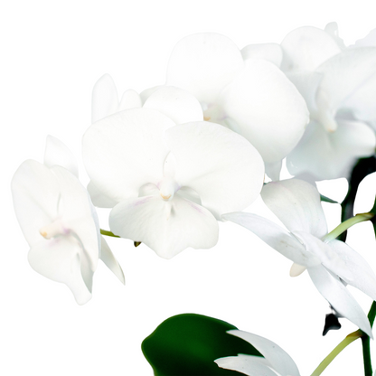 Orchid 'White Phalaenopsis'.