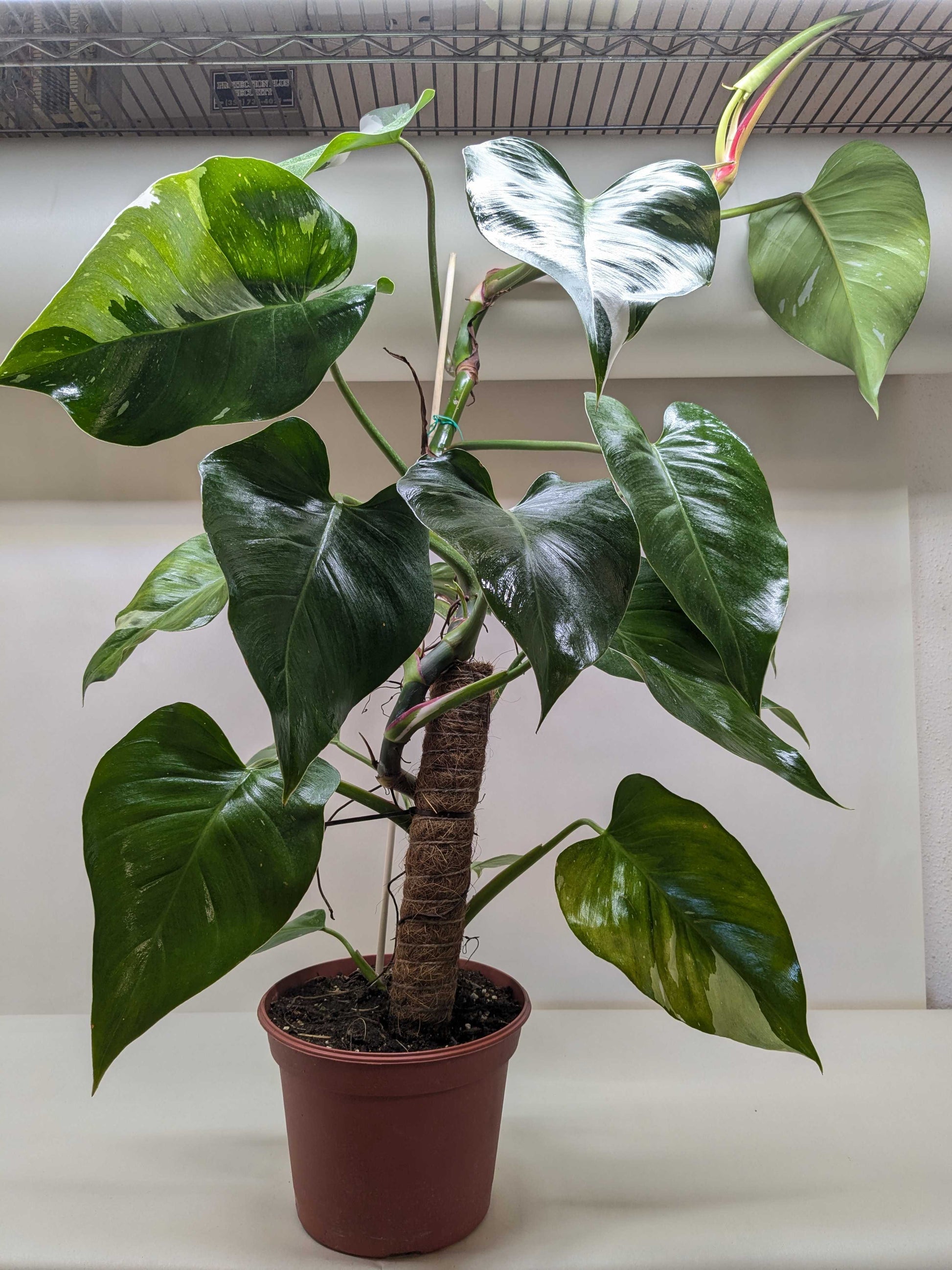 Philodendron 'White Princess' - OVAD