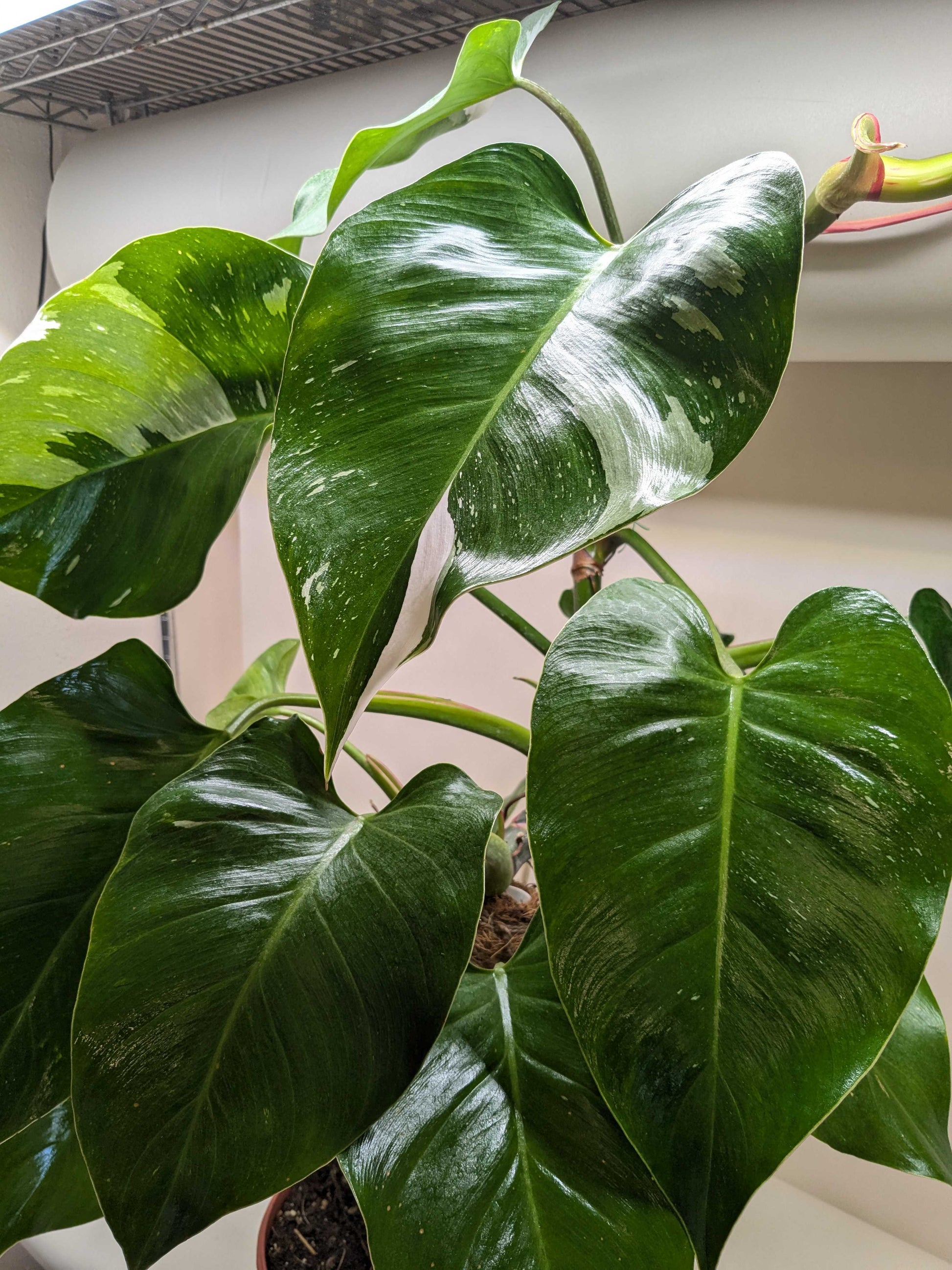 Philodendron 'White Princess' - OVAD