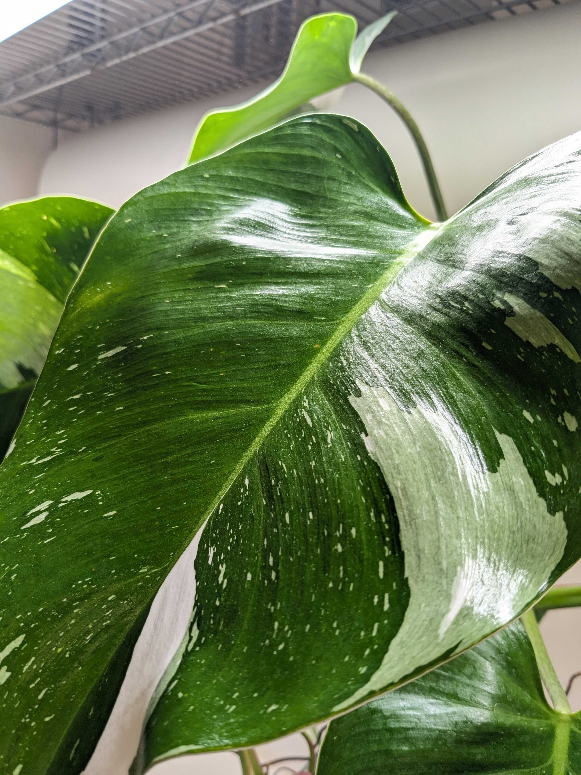 Philodendron 'White Princess' - OVAD