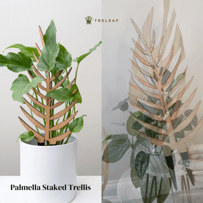 Palmella - Plant trellis inspired by the Palm Leaf