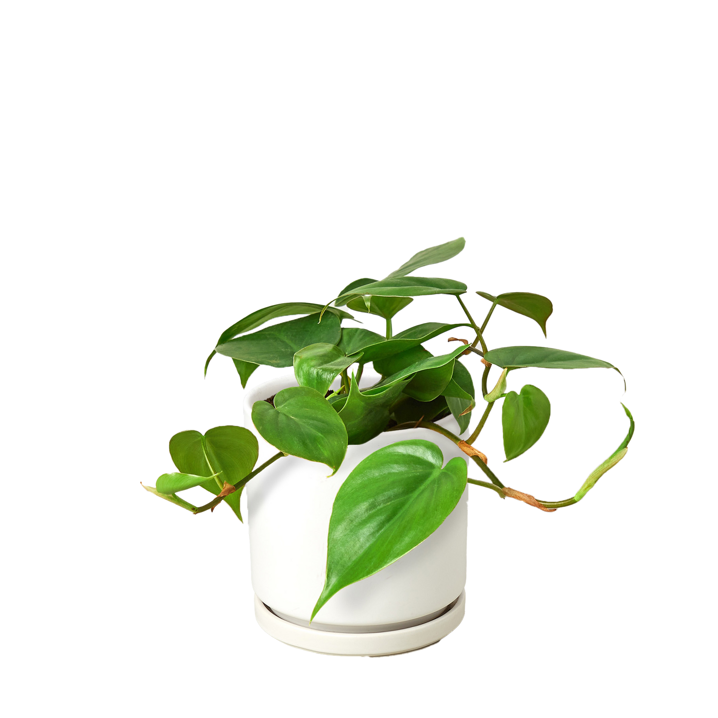 Philodendron Cordatum Heartleaf - OVAD