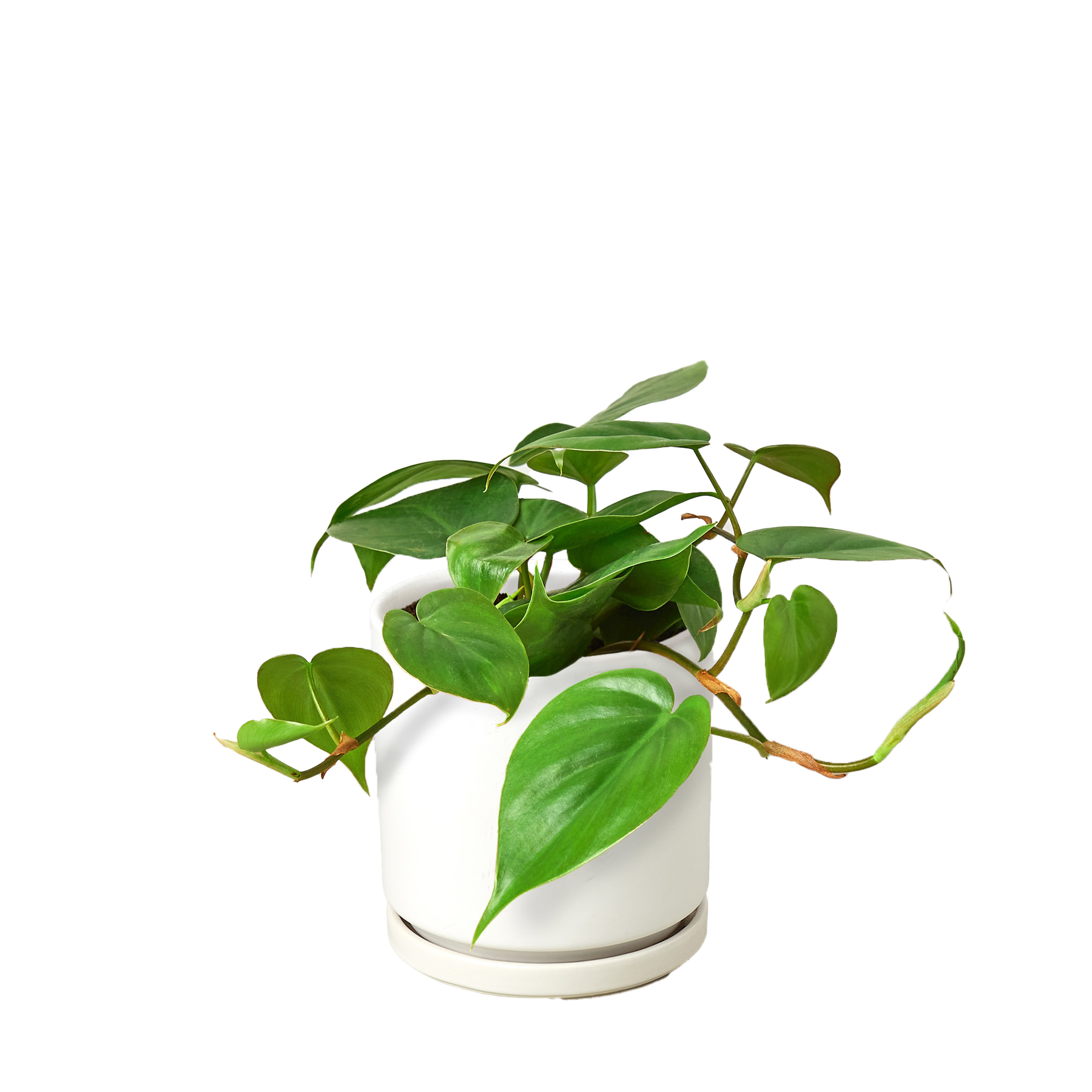 Philodendron Cordatum Heartleaf - OVAD