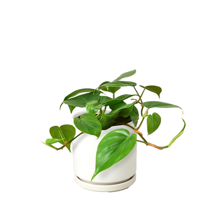 Philodendron Cordatum Heartleaf - OVAD