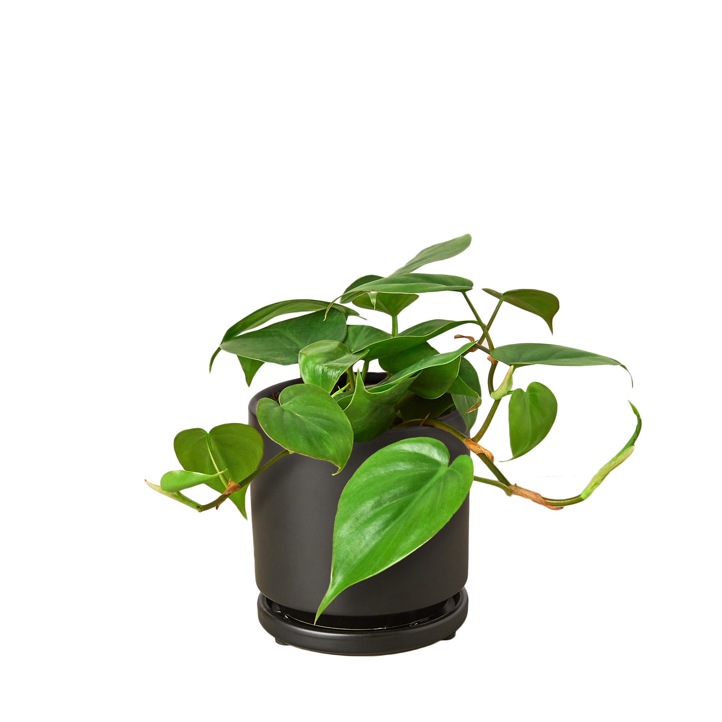 Philodendron Cordatum Heartleaf - OVAD