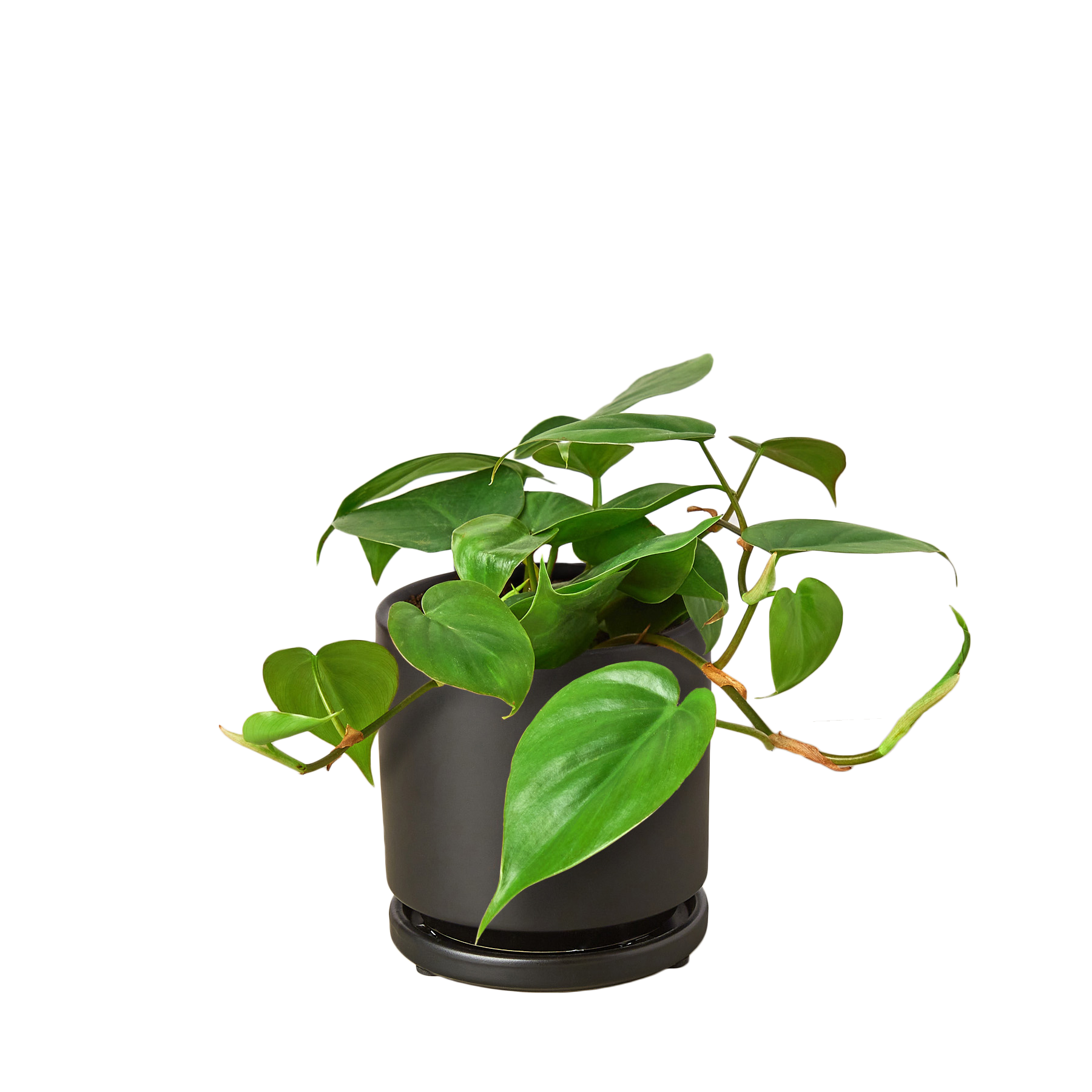 Philodendron Cordatum Heartleaf - OVAD