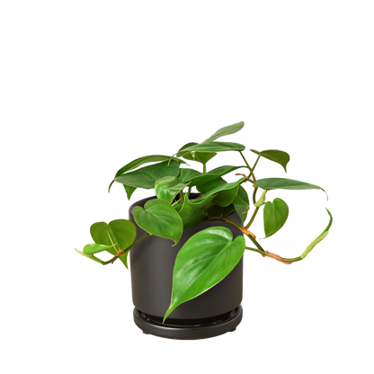 Philodendron Cordatum Heartleaf - OVAD