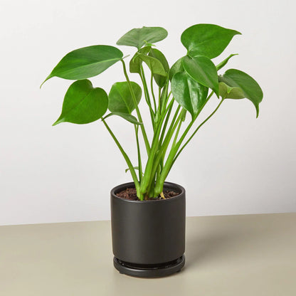 Philodendron Monstera Split-Leaf - OVAD