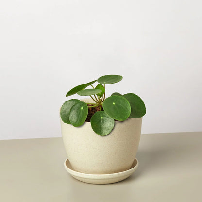 Penny the Pilea Peperomioides