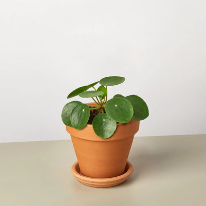 Penny the Pilea Peperomioides