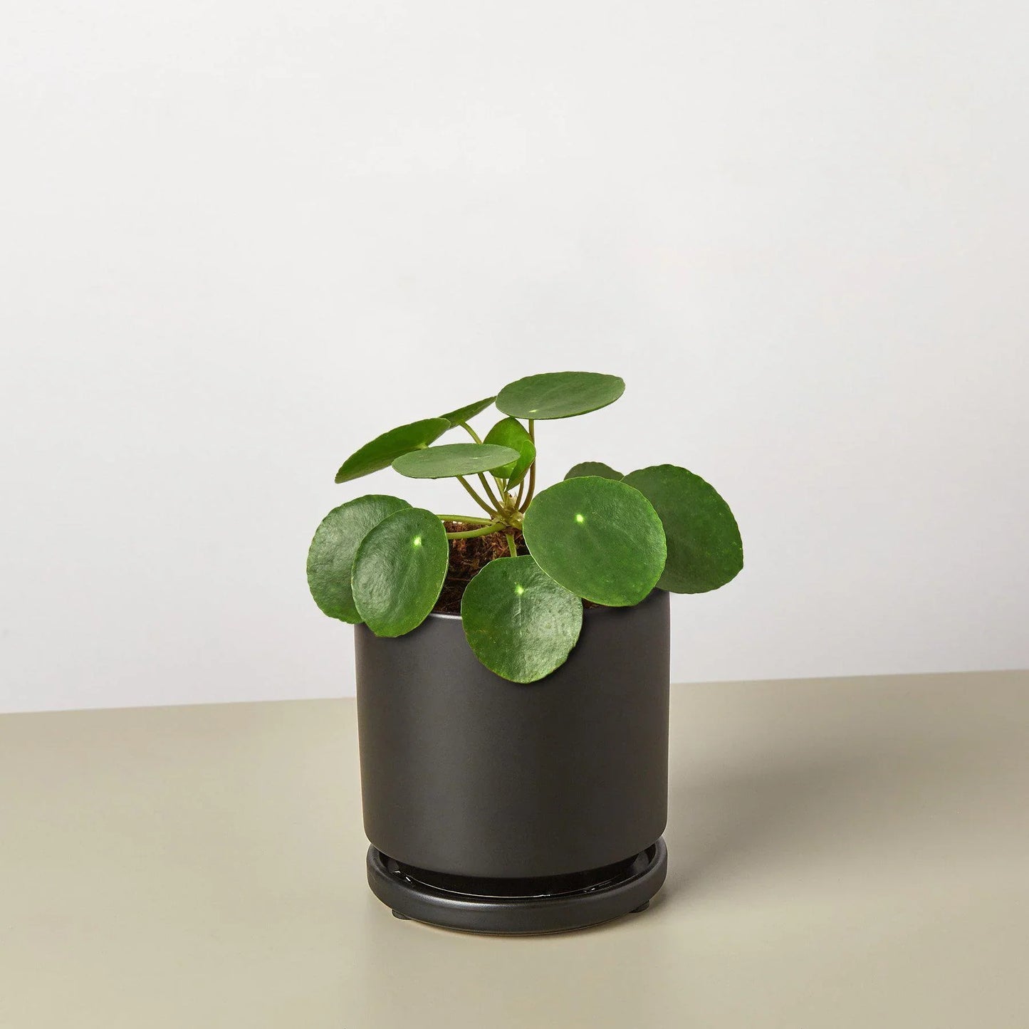 Penny the Pilea Peperomioides