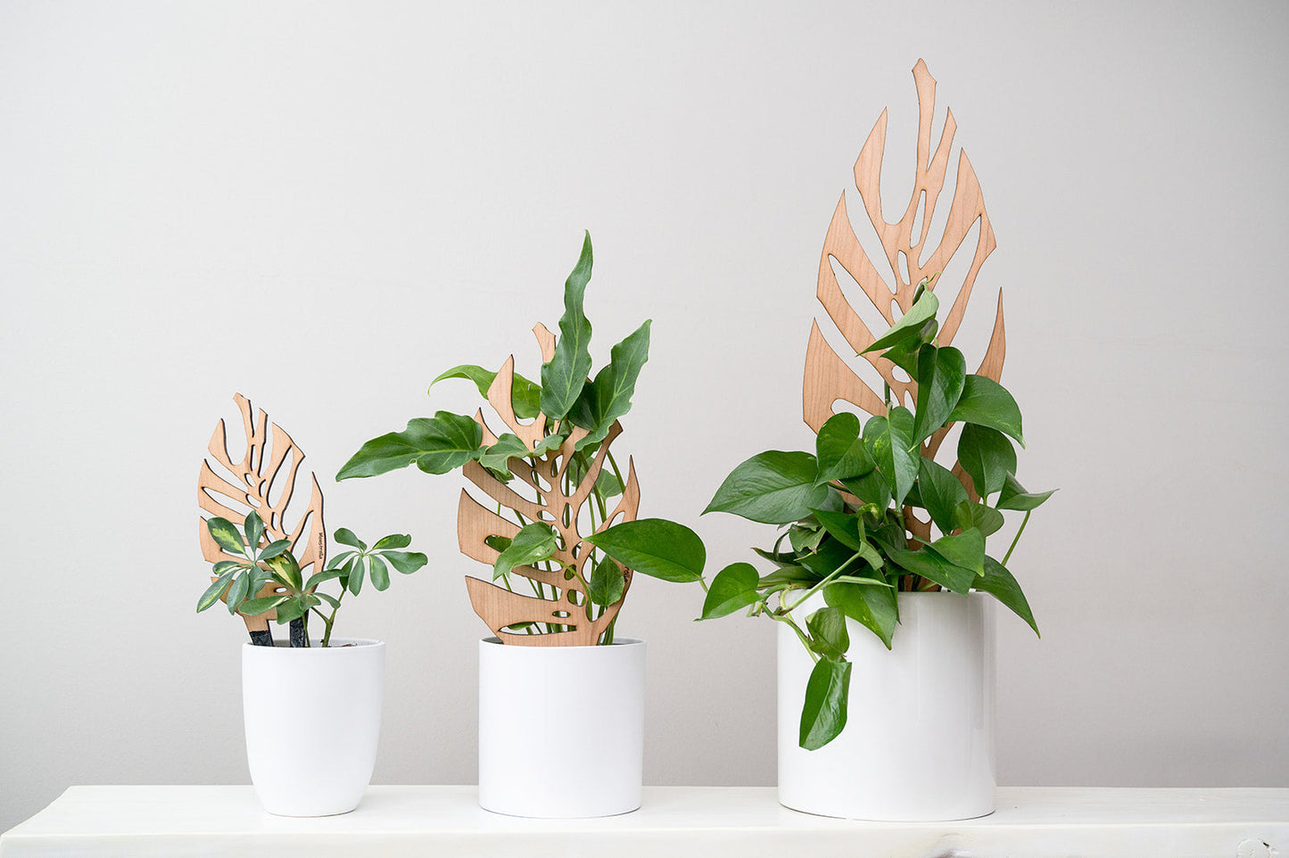 Monstrella - Plant trellis inspired by the Monstera Leaf