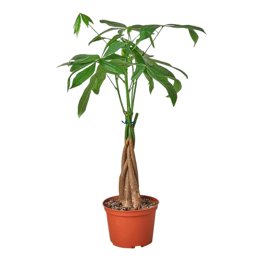 Rio the Money Tree - Pachira Braid - OVAD