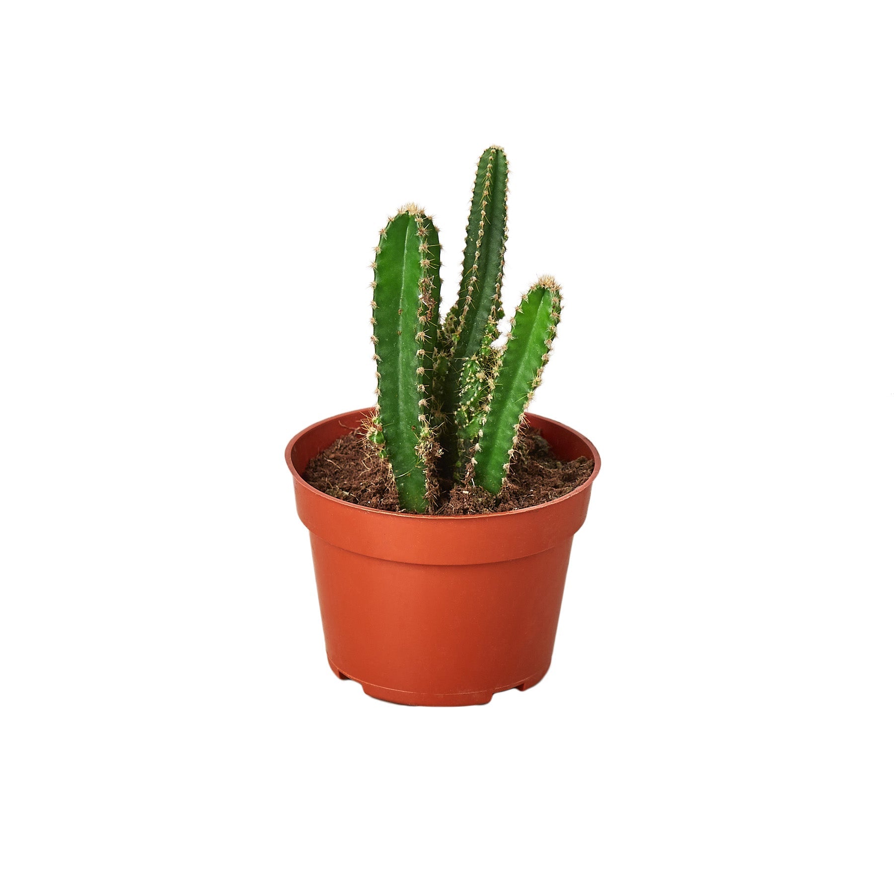 Fairy Castle Cactus.
