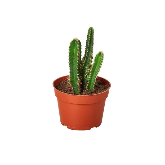 Fairy Castle Cactus.
