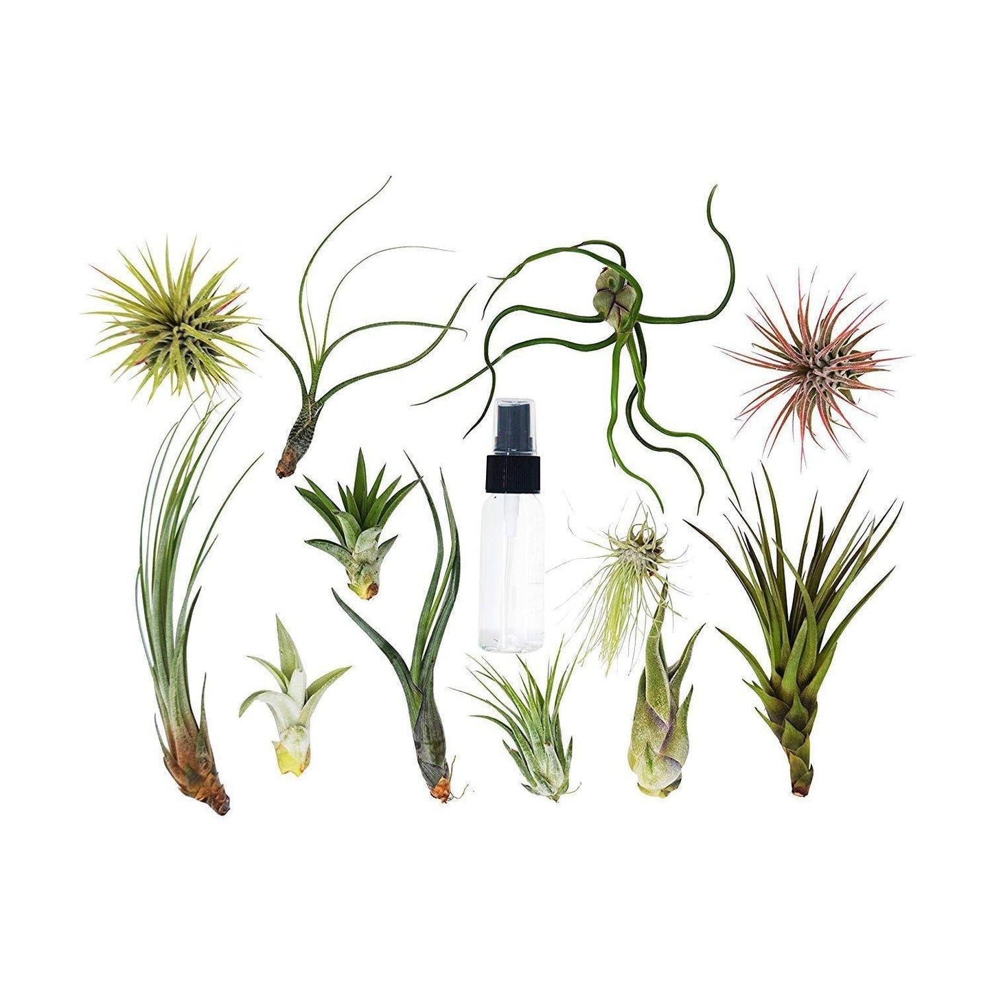 Tillandsia Air Plant Variety w/ Spray - 2 Pack - House Plant Shop