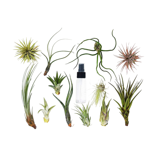 Tillandsia Air Plant Variety w/ Spray - 2 Pack - House Plant Shop