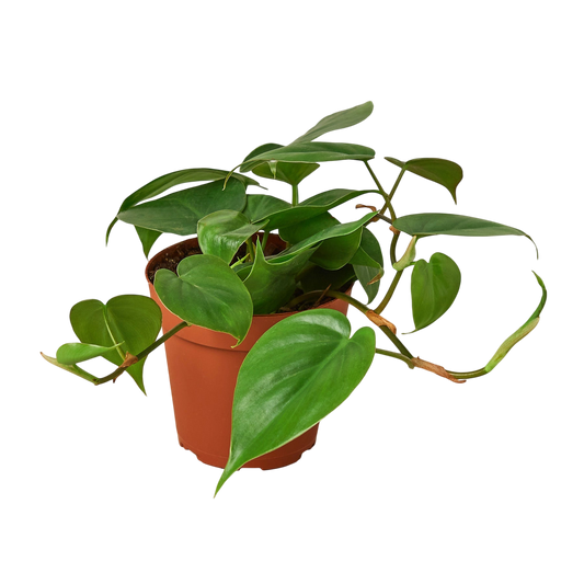 Lenny the Philodendron Cordatum - OVAD