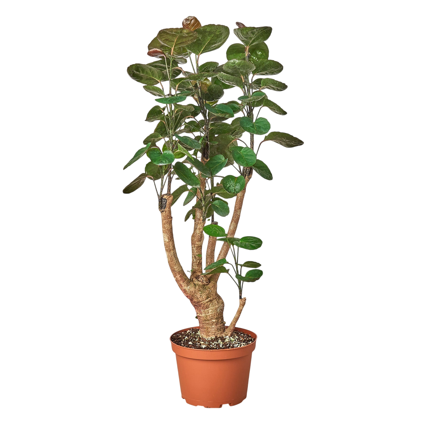 Gus the Aralia Fabian Stump - OVAD