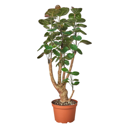 Gus the Aralia Fabian Stump - OVAD