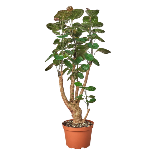 Gus the Aralia Fabian Stump - OVAD