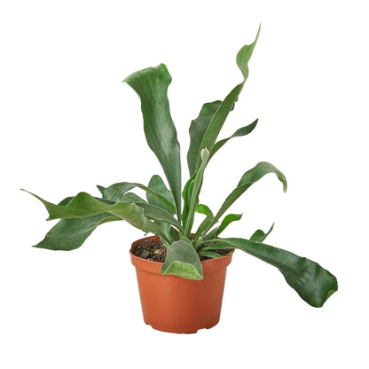 Ezra the Staghorn Fern