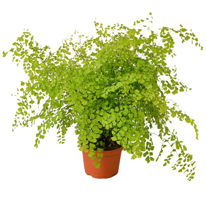 Esme the Maidenhair Fern