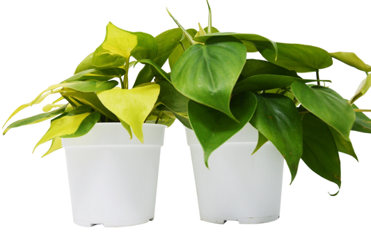 2 Philodendron Variety Pack - 4" Pots - OVAD