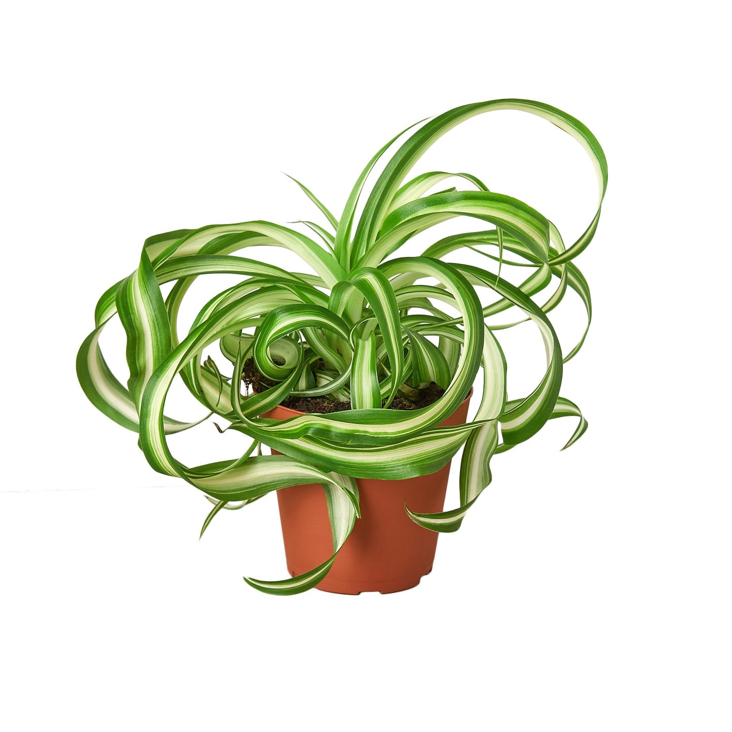 Juno the Spider Plant