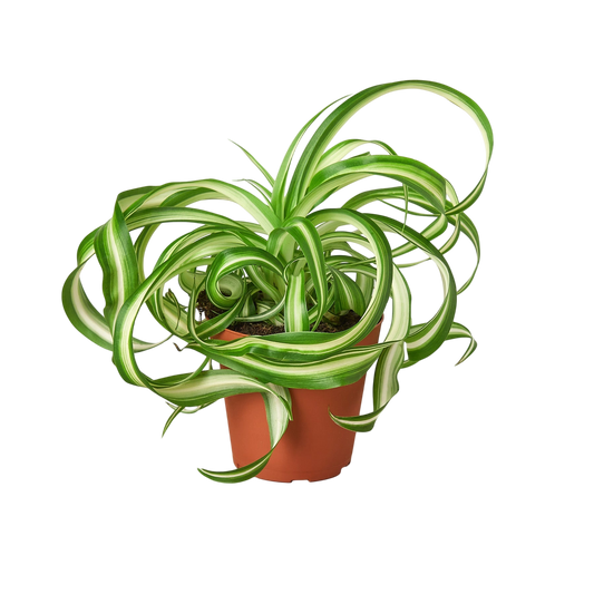 Juno the Spider Plant - OVAD