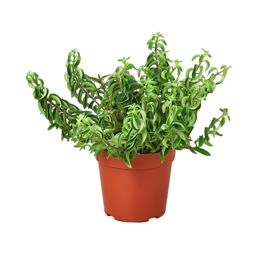 Khylie the Curly Lipstick Plant - OVAD