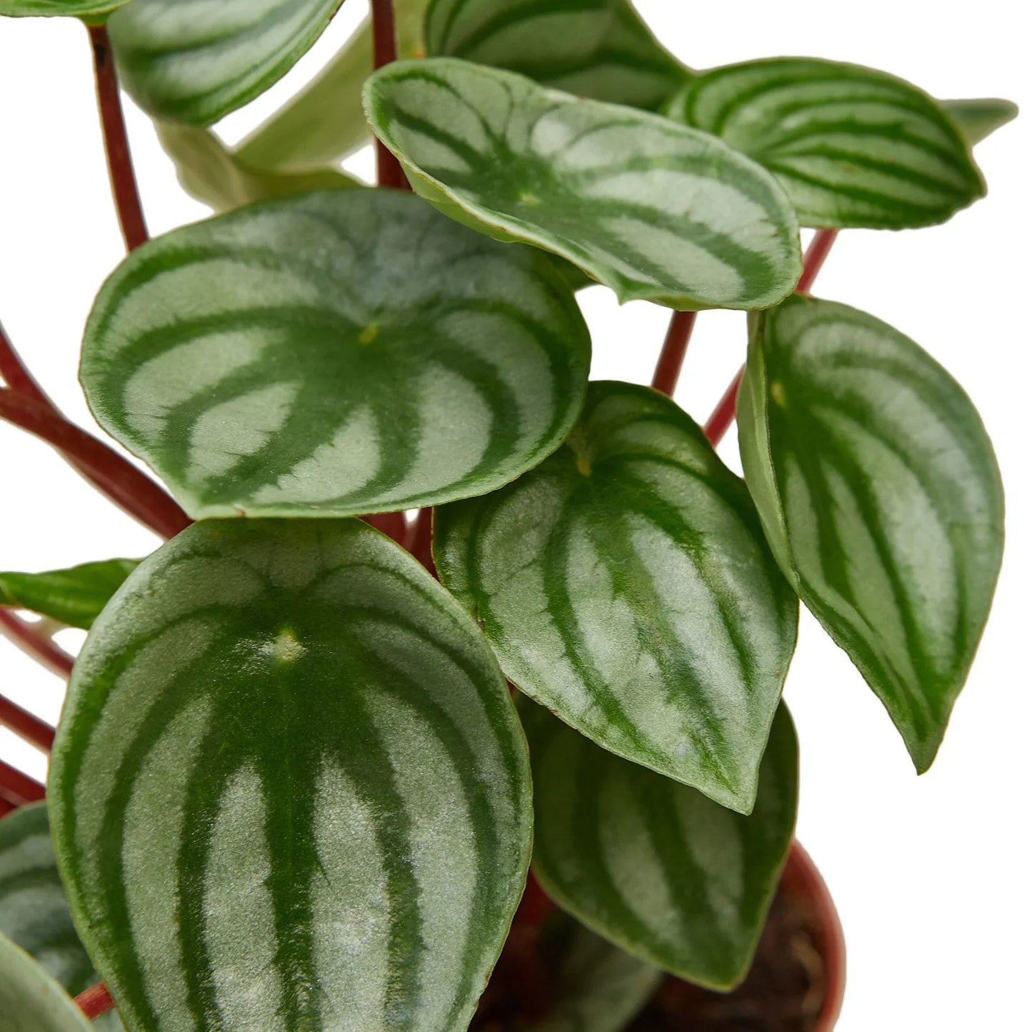 Betty the Peperomia Watermelon