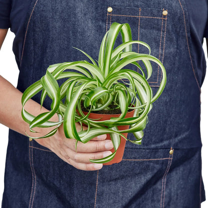 Juno the Spider Plant