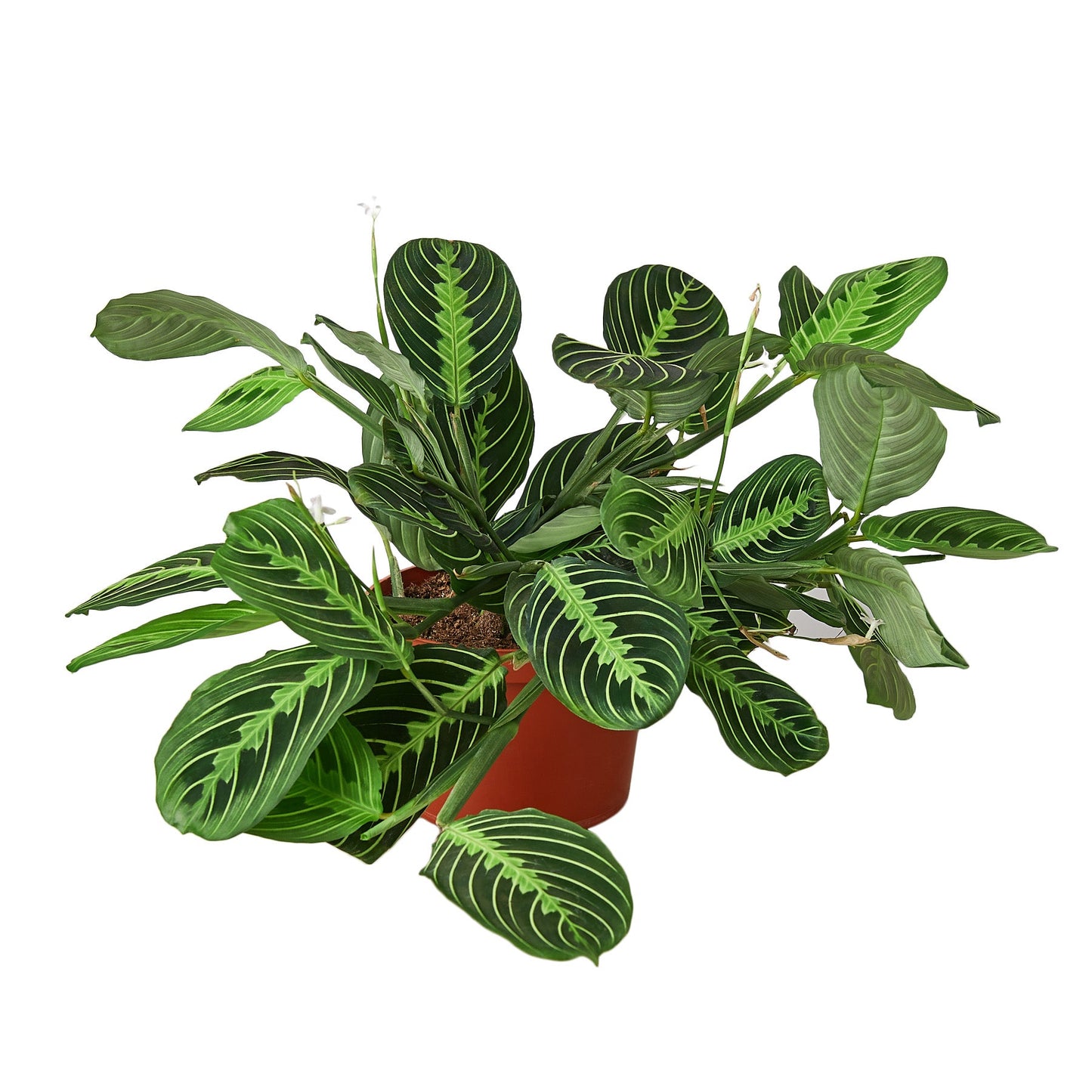 Zest the Maranta