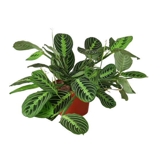 Zest the Maranta - OVAD