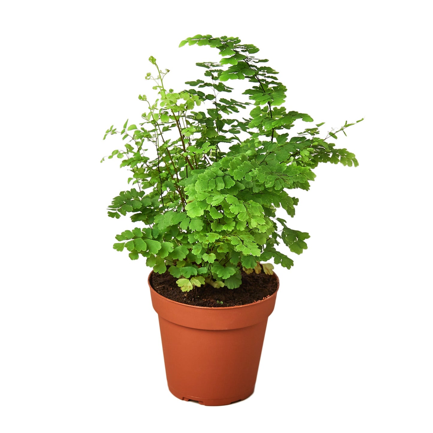 Esme the Maidenhair Fern