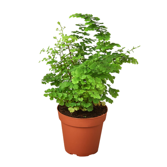 Esme the Maidenhair Fern - OVAD