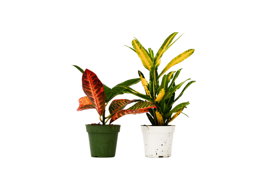 2 Croton Variety Pack - 4" Pot - OVAD