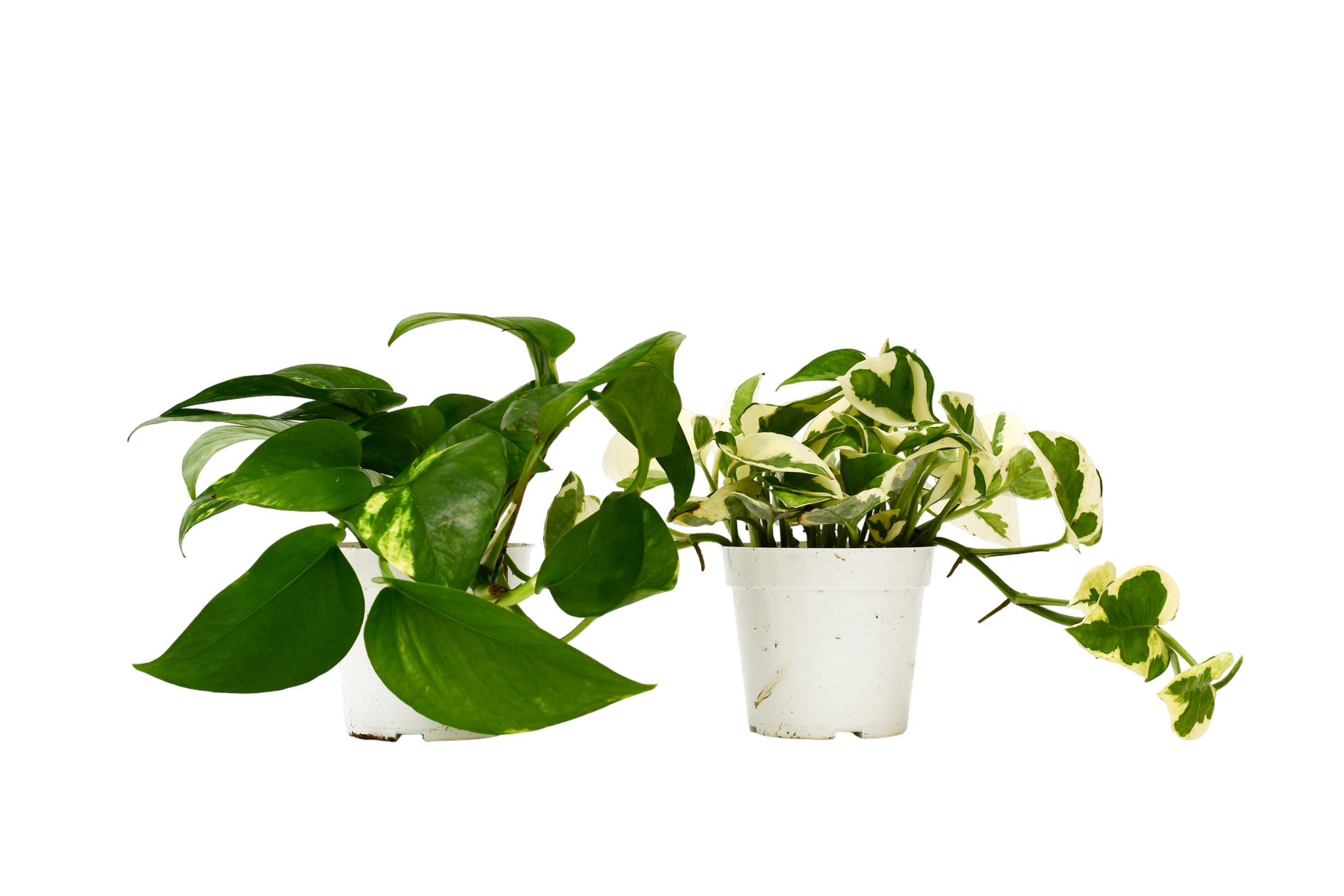 2 Pothos Variety Pack - 4" Pot - OVAD