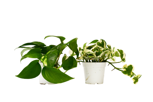 2 Pothos Variety Pack - 4" Pot - OVAD