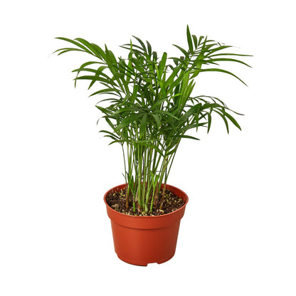 Coco the Parlor Palm