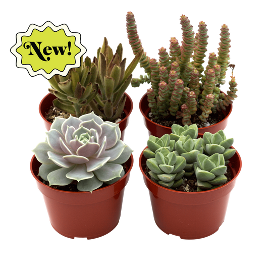 Assorted Succulent Variety - OVAD