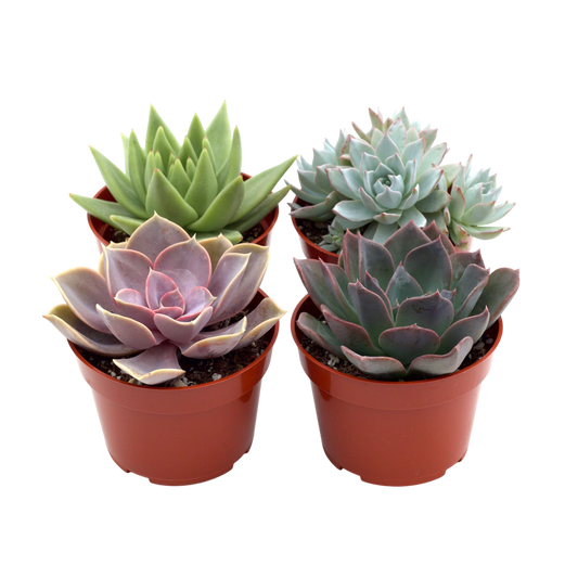 Rosette Succulent Variety Packs - OVAD