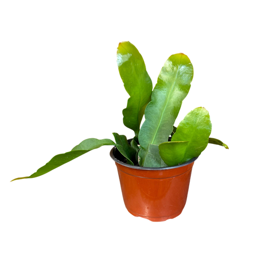 Epiphyllum night ("Queen of the")