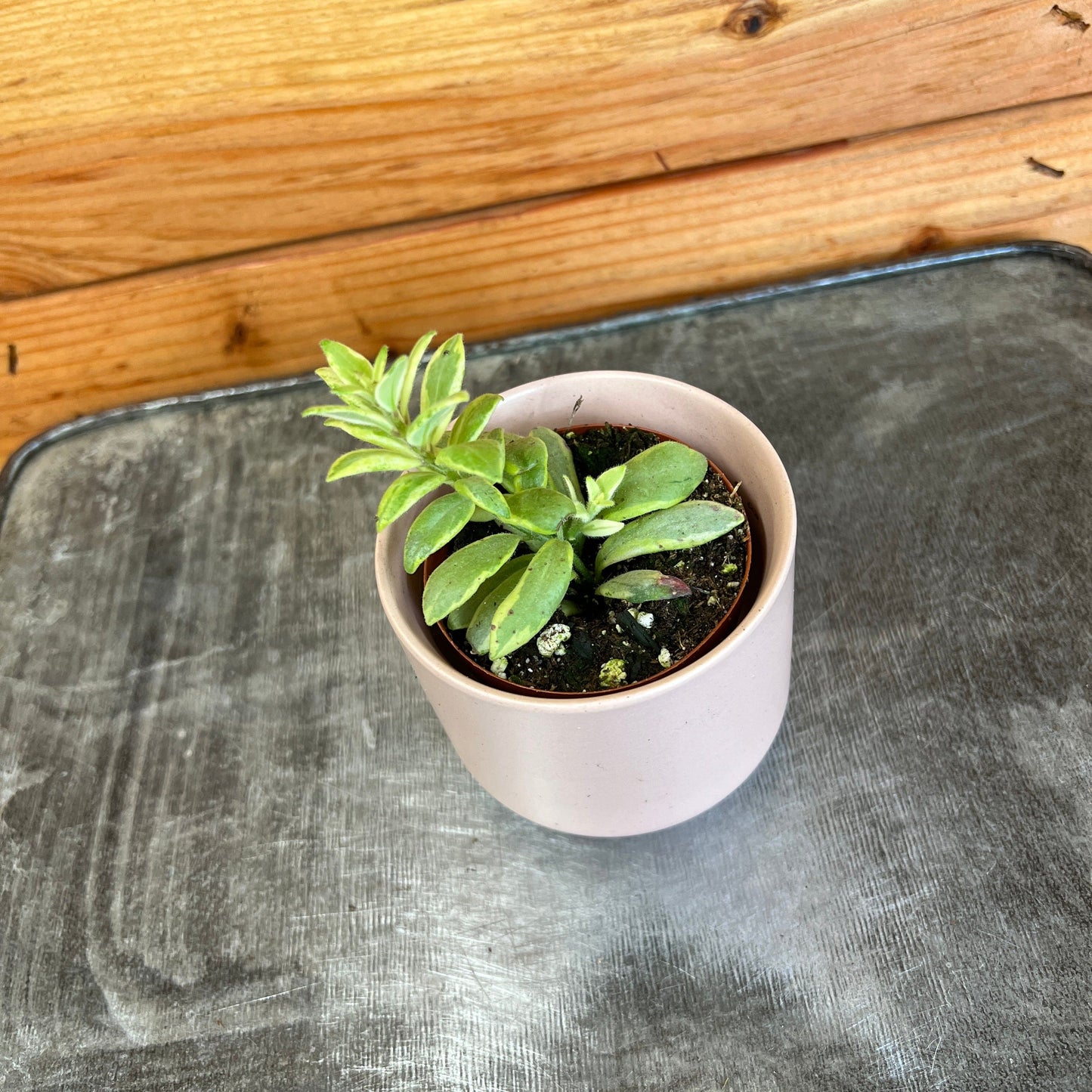 Aeschynanthus ("Lipstick Bolero Bicolore")
